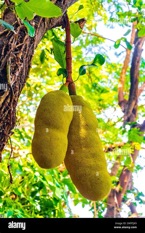 Jackfruit Artocarpus Heterophyllus Growing On Jack Tree In The Nature