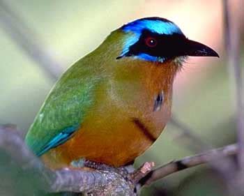 Birds of Belize and Central America