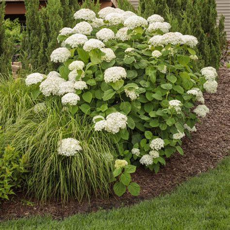 Incrediball® Smooth Hydrangea Hydrangea Arborescens Proven Winners