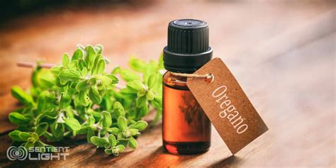 Health Benefits Of Oregano Essential Oil