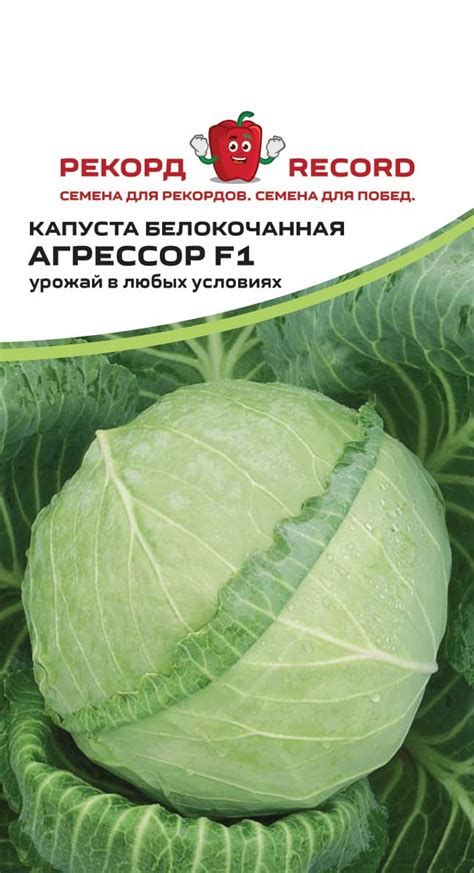 Капуста Агрессор Описание Сорта Фото – Telegraph
