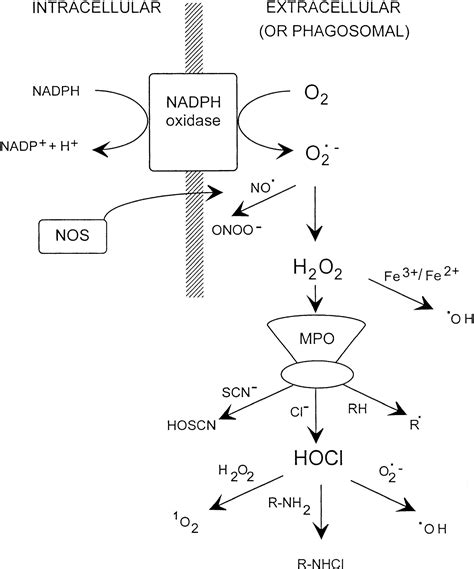 Myeloperoxidase Deficiency - Stepwards