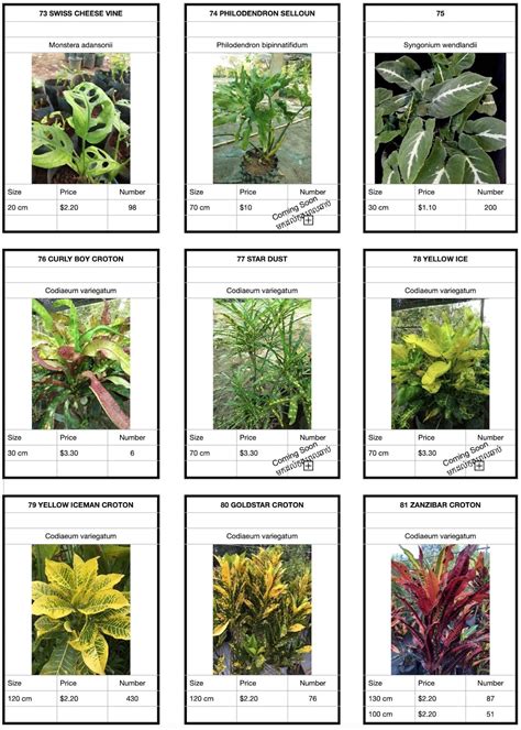 Examples Of Terrestrial Plants Names