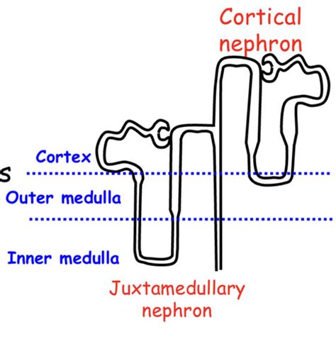 PHYSIOLOGY Proximal Tubule And Loop Of Henle Flashcards Quizlet