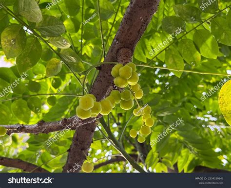 small yellow berries fruit phyllanthaceae family images stock