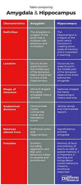 Diferencia Entre La Am Gdala Y El Hipot Lamo Diffexpert