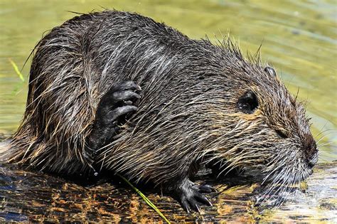 nutria, rodent, water, swim, immersion, nature, splashing, nager, wild ...