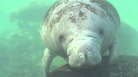 Snorkel With Manatees Homosassa Springs Wildlife State Park Florida Youtube