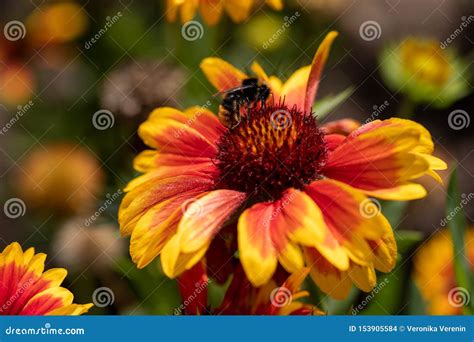 View Of Bumble Bee On The Blanket Gaillardia Flower In The Summer