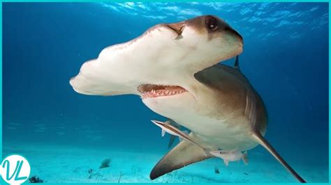 Meet The Shark With Hammer Head The Hammerhead Shark Youtube