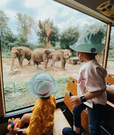 Summer Holiday With A Magical Adventure At Bali Safari
