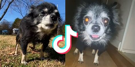 Tiktok S Owa Owa Pudgywoke Viral Videos Explained