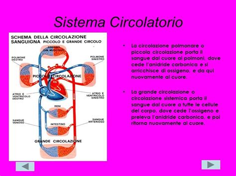 Pin Di Alessandra Dore Su Salvataggi Rapidi Sistema Circolatorio