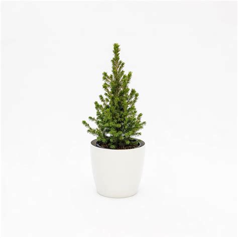 Picea Glauca Rainbows End Abete Vendita Piante Online