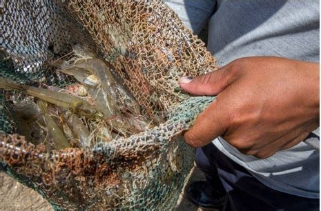 Inicia Temporada De Veda Para Pesca De Camar N En Golfo De M Xico N