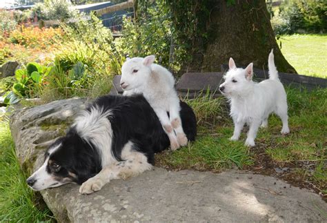 The Real Sheep Dog Medi The Canine Lamb North Wales Live