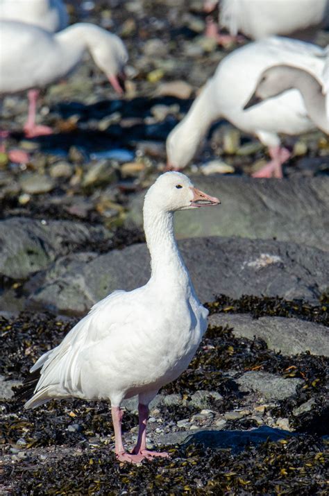 First Cases Of Highly Pathogenic H N Avian Influenza In Wild Birds In