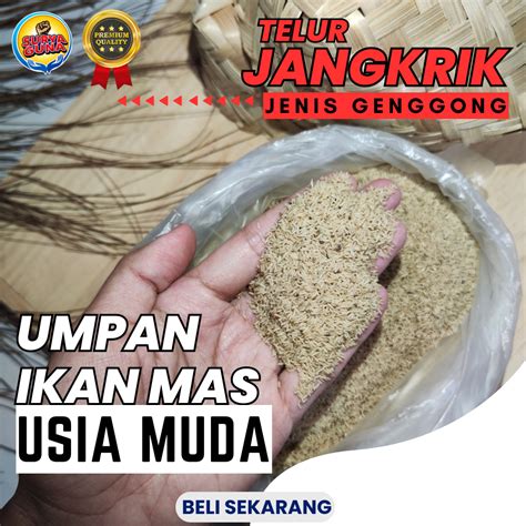 Jual Ready Telur Jangkrik Genggong Kualitas Super Kemasan Kg Shopee