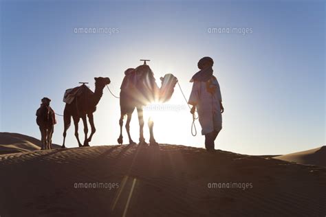 Tuareg Man With Camel Train Erg Chebbi Sahara Desert Morocco