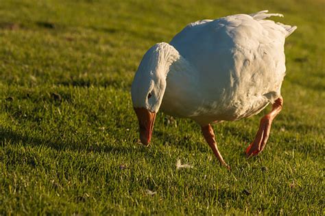 Goose Bite Pictures Stock Photos, Pictures & Royalty-Free Images - iStock