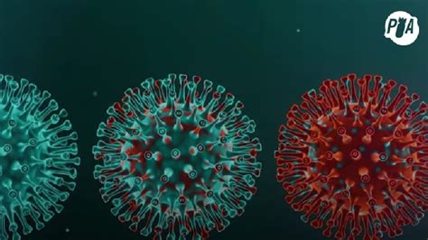 Qu Tan Peligrosa Es La Nueva Subvariante De Micron Se Conoce Como Ba
