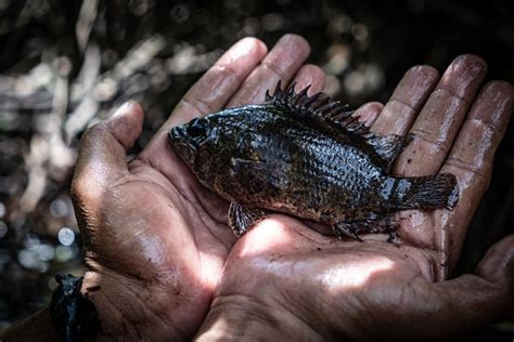 Ikan Air Tawar Endemik Itu Berstatus Terancam Punah