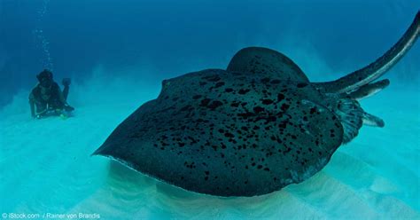 Giant Freshwater Stingray May Be Largest Ever Caught