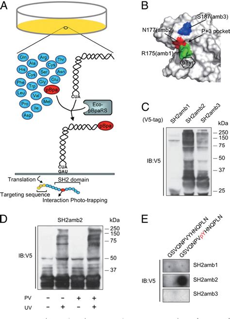 Figure From Modified Sh Domain To Phototrap And Identify