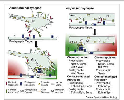 Figure 2 From Functions Of Axon Guidance Molecules In Synapse Formation