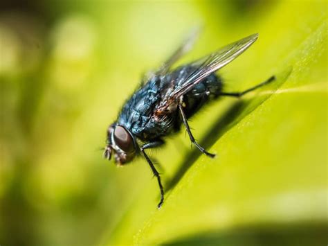 Hateful Flies Are Far More Dangerous Than You Think