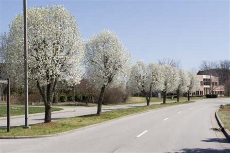 Chanticleer Pear Tree Facts - Arbor Hill Trees Omaha BlogArbor Hill ...