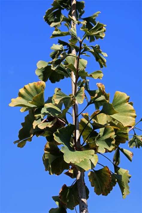 Green Ginkgo Biloba Leaves Changing Free Stock Photo Public Domain