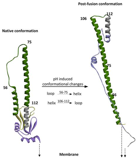 Structural Rearrangements Of HA2 Gp From Native Conformation To