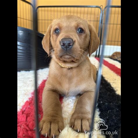 Labrador Retriever Sale Kettering Northamptonshire Beautiful