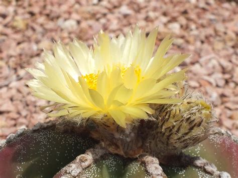 Bishop's cap cactus (Astrophytum myriostigma) flowers