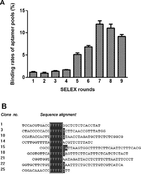 Figure From An Aptamer Targets Hbv Core Protein And Suppresses Hbv