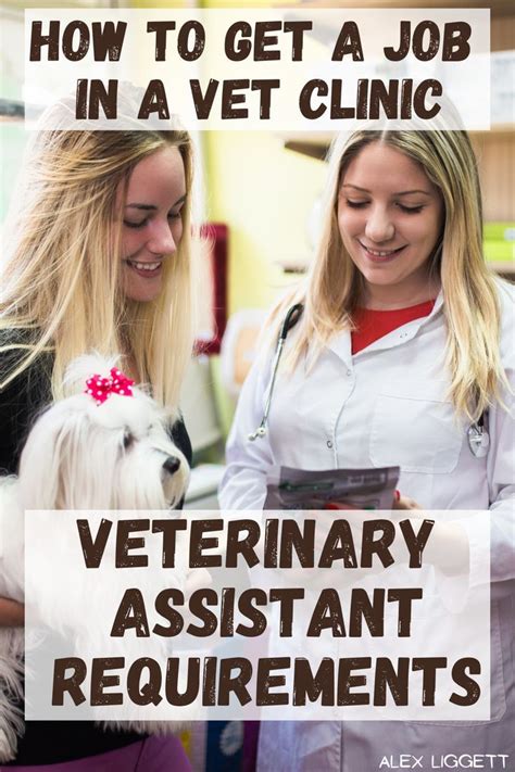 Vet Tech Vs Vet Assistant Artofit