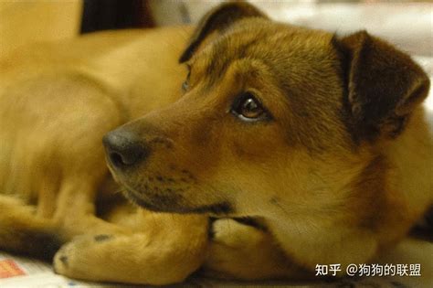 本土名犬——“中华田园犬”，它的优点，众人点赞 知乎