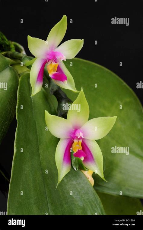 Phalaenopsis Bellina Normah Orchid Sarawak Borneo Stock Photo Alamy