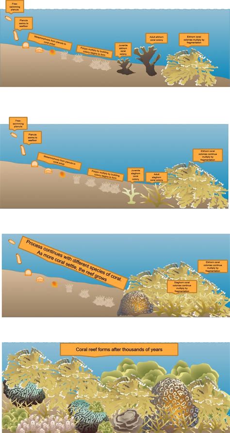 Coral Life Cycle