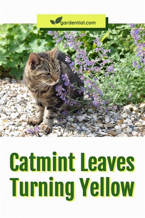 Catmint Leaves Turning Yellow Gardential Planting Flowers