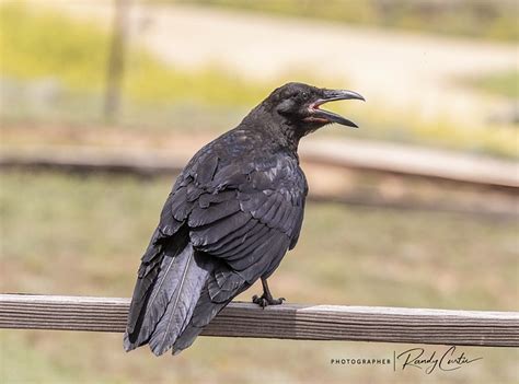 Bird Crow - Free photo on Pixabay - Pixabay