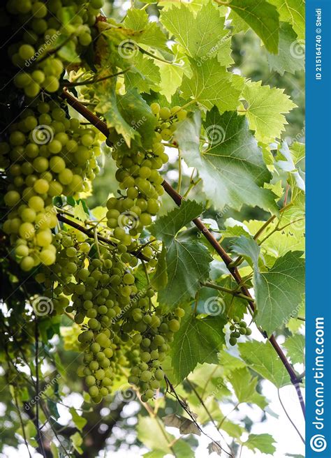 White Wine Grapes Stock Photo Image Of Fruit Nature 215164740