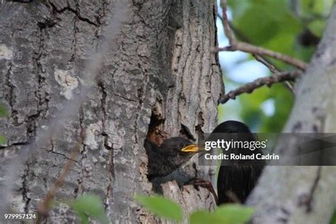 362 European Starling Nest Stock Photos, High-Res Pictures, and Images ...