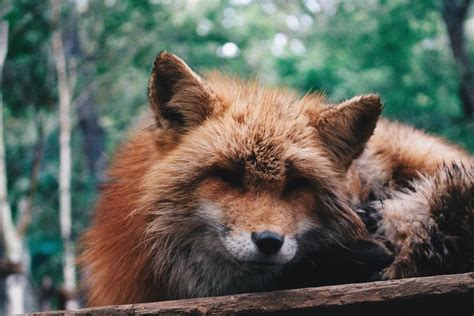 Kitsune Pictures | Download Free Images on Unsplash