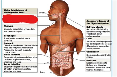 A P Lab Digestive System Flashcards Quizlet