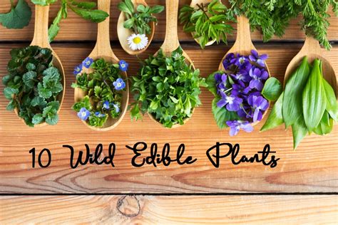 10 Wild Edible Plants For Survival Wild Edible Plant Reviews