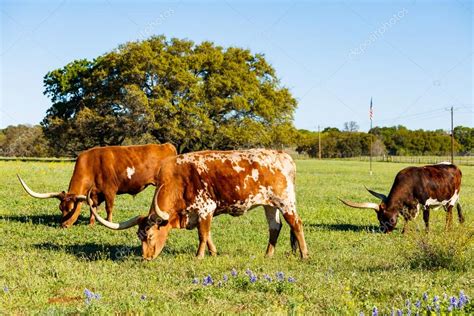 Beautiful longhorn cattle Stock Photo by ©fotoluminate 110696874