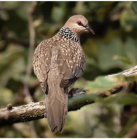 Pin De Luiz Cesar Fidelis Em Aves