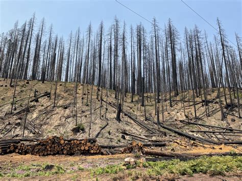 Watch live: Oregon wildfire risk updates from Gov. Kate Brown at 3 p.m. - oregonlive.com